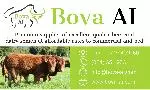 Bova A.I.